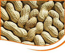 groundnuts large
